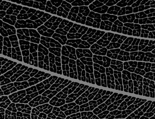 Negative image of leaf structure - illustration