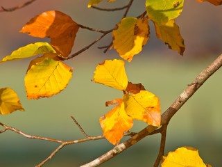 Yellow colored beech leaves on a branch