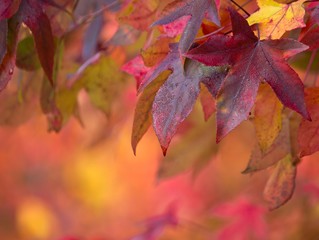 Brightly colored maple leaves during autumn
