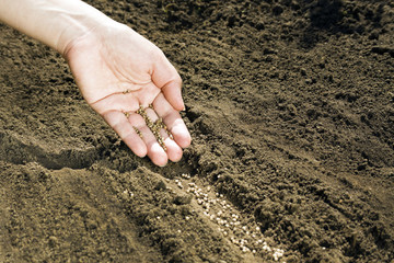 Hand placing seeds on soil