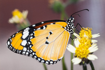 The Plain Tiger butterfly