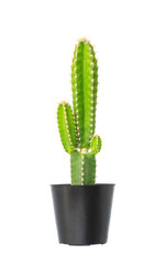 Cactus in flowerpot isolated on white background