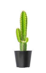 Photo sur Plexiglas Cactus Cactus en pot de fleurs isolé sur fond blanc