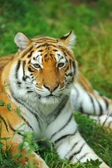Tuinposter Tiger © byrdyak