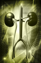 Kidney