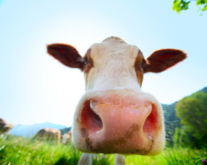 Cow