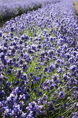 Naklejka premium ラベンダー