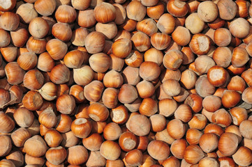 hazelnuts in shell