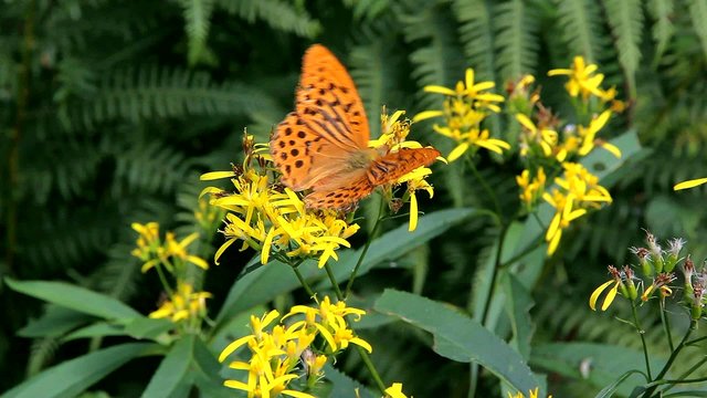 farfalla arancione maculata su fiori gialli