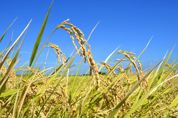 稲穂