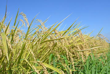 稲穂
