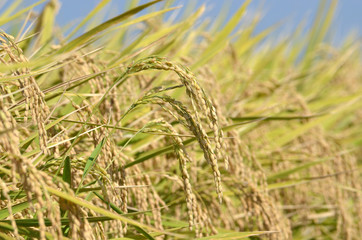 Fototapeta premium 稲穂