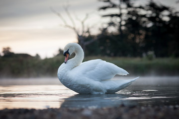 Mute Swan about to stretch