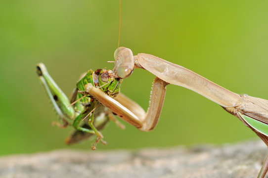 カマキリの食事