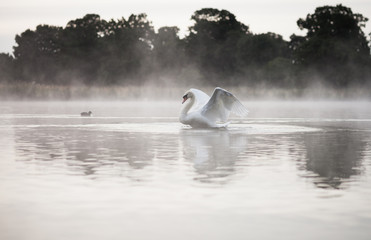 Swan on misty lake at dawn