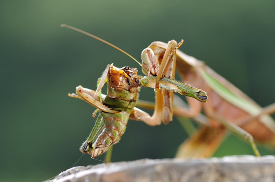 カマキリの食事