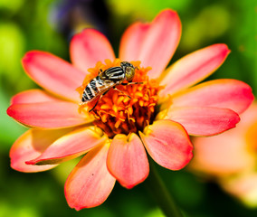 Bee on the flower.