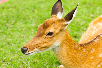 deer in nightsafari chiangmai Thailand
