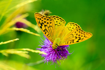 Fototapeta premium Kolorowe motyle mają charakter wolny.