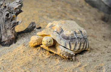 Turtle on the sand.
