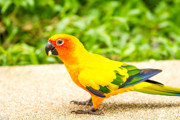 parrot in nightsafari chiangmai Thailand