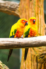 parrot in nightsafari chiangmai Thailand