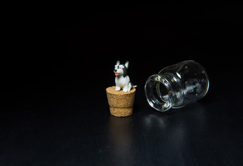 Siberian husky sit on cork isolated on black background