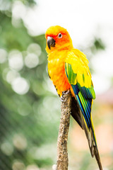 parrot in nightsafari chiangmai Thailand