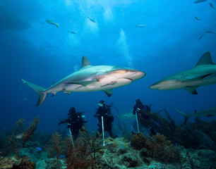 Group of divers and sharks