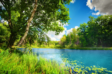 Fototapety  Clean lake in green spring summer forest
