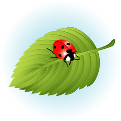 Ladybird on leaf. Vector.