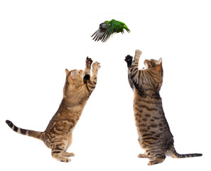 Two adult cats catching bird, isolated on white