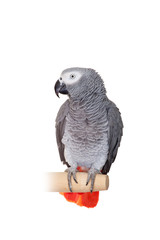 An African Grey Parrot (Psittacus erithacus) isolated on a white © Farinoza