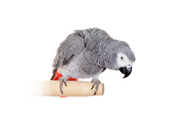 An African Grey Parrot (Psittacus erithacus) isolated on a white