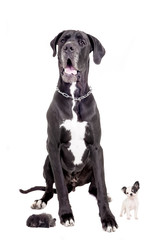 Great Dane with chihuahua Pomeranian puppies