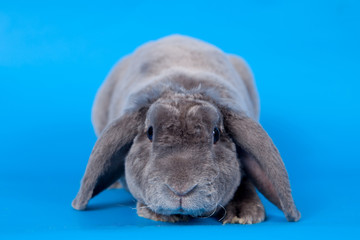Grey lop-eared rabbit rex breed on the blue background