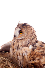 Long-eared Owl nesting isolated on the white background