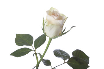 White rose on white background