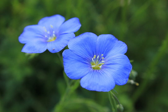 Fototapeta Blue flowers