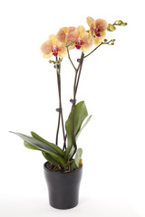 Naklejka na ściany i meble Phalaenopsis orchidea w doniczce