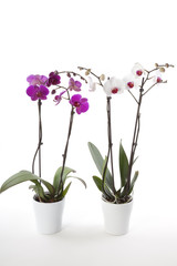 Naklejka na ściany i meble Phalaenopsis orchids in flower pot