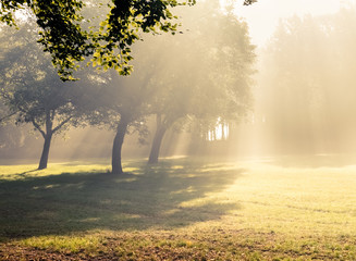 Morning sunlight falls .