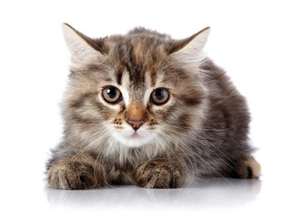 Fluffy beautiful scared cat on a white background.