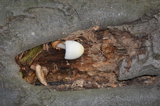 mushroom in tree trunk
