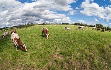 Herd of cows grazing in a pasture