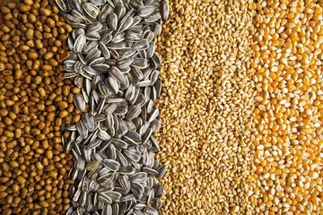 Fototapeten Agricultural grains © Bits and Splits