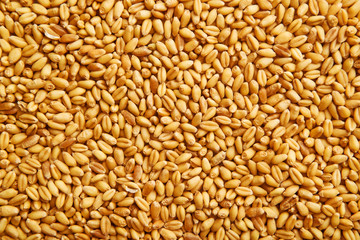 Wheat grains