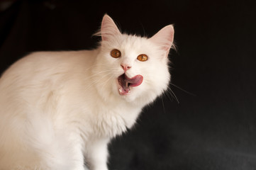 White Persian cat licking its mouth
