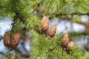Green larch tree branches with brown cones in summer forest