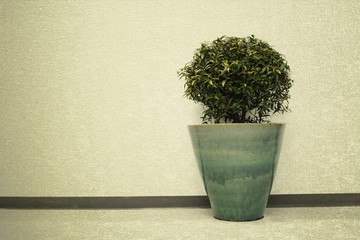 plant in office building